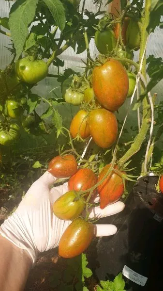 gnom-lyubov-odri-8-152533