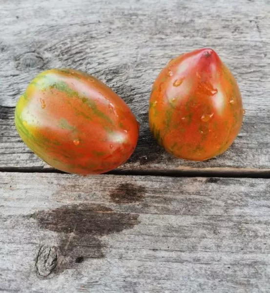 gnom-lyubov-odri-9-152533