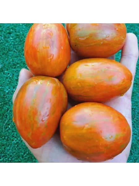 gnom-lyubov-odri-main-152533