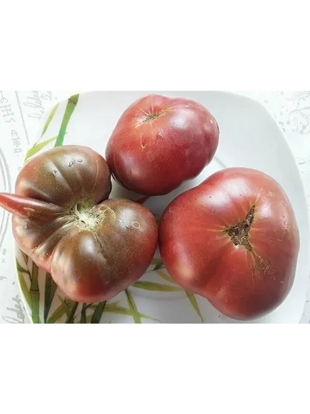 gnom-mgla-vinsa-1-156707