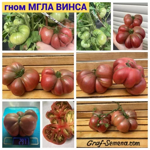 gnom-mgla-vinsa-10-156707