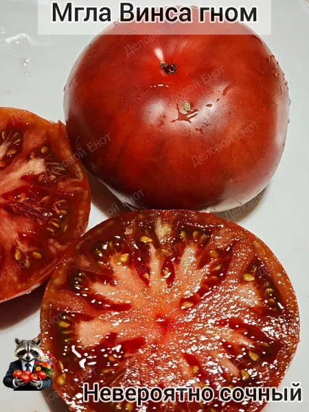 gnom-mgla-vinsa-3-156707