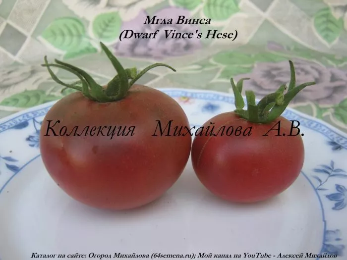 gnom-mgla-vinsa-5-156707