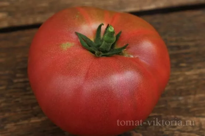 gnom-mgla-vinsa-6-156707