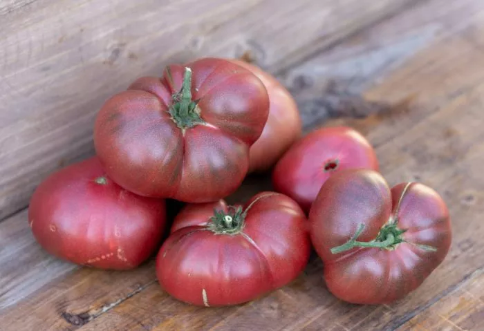 gnom-mgla-vinsa-7-156707