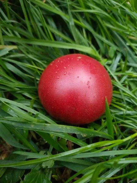 gnom-mgla-vinsa-8-156707