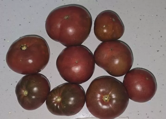 gnom-mgla-vinsa-9-156707