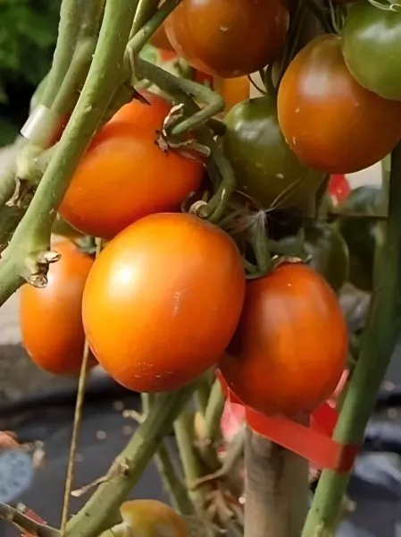 gnom-morschinistaya-noch-dina-1-167039