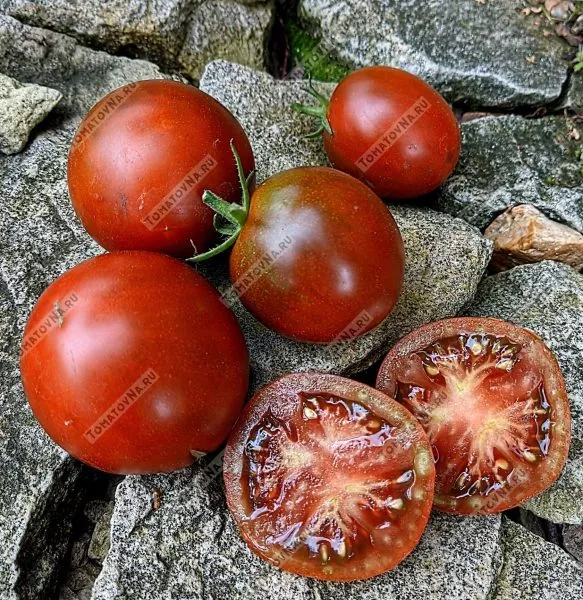 gnom-morschinistaya-noch-dina-3-167039