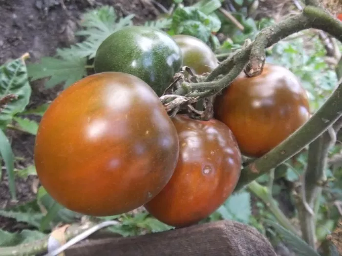 gnom-morschinistaya-noch-dina-6-167039