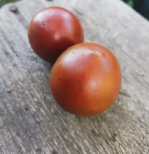 gnom-morschinistaya-noch-dina-main-167039