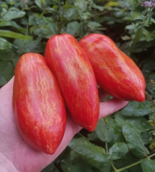 gnom-polosatyy-kak-perets-1-148505