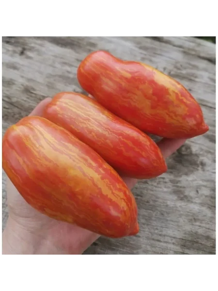 gnom-polosatyy-kak-perets-2-148505