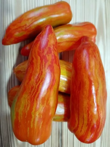 gnom-polosatyy-kak-perets-5-148505