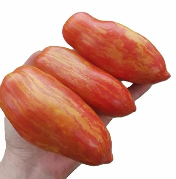 gnom-polosatyy-kak-perets-6-148505