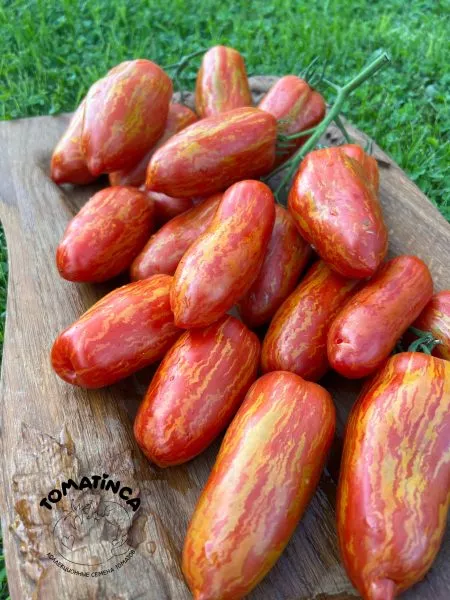 gnom-polosatyy-kak-perets-8-148505