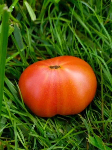 gnom-rozella-krimson-3-159129