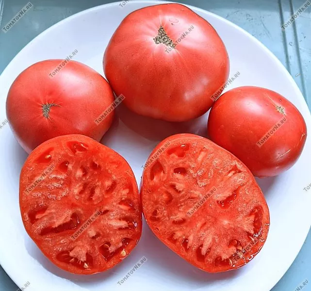 gnom-rozella-krimson-5-159129