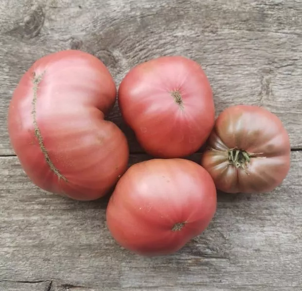 gnom-rozella-krimson-7-159129