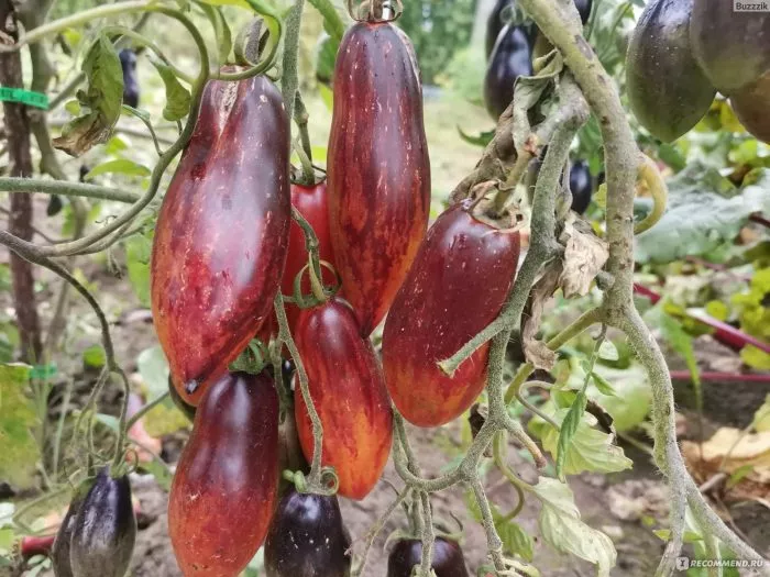 gnom-rozovaya-pantera-2-143282