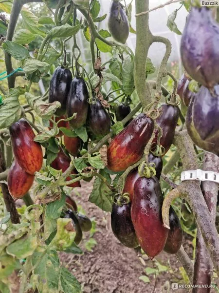 gnom-rozovaya-pantera-4-143282