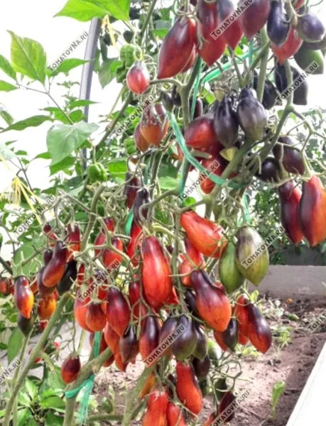 gnom-rozovaya-pantera-7-143282