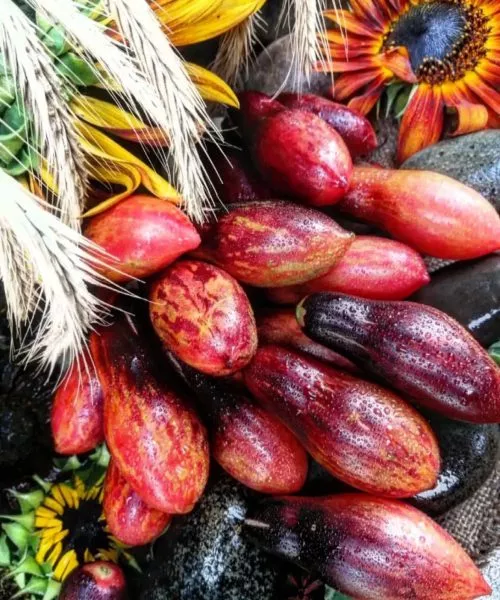 gnom-rozovaya-pantera-main-143282