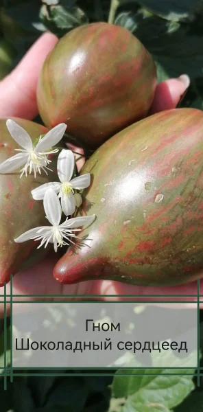 gnom-shokoladnyy-serdtseed-1-161650