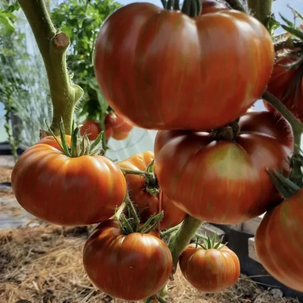 gnom-shokoladnyy-serdtseed-4-161650