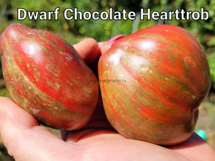 gnom-shokoladnyy-serdtseed-6-161650
