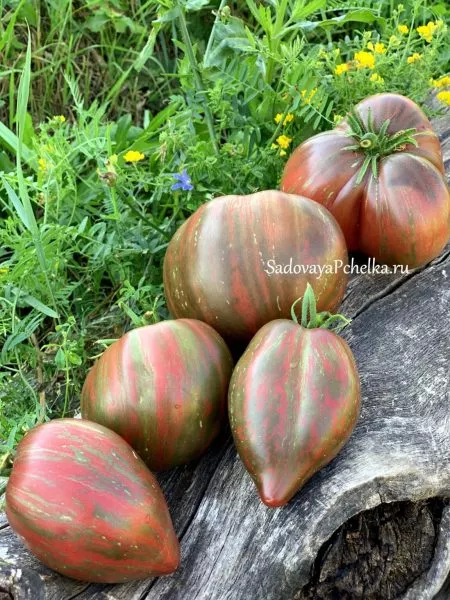 gnom-shokoladnyy-serdtseed-9-161650