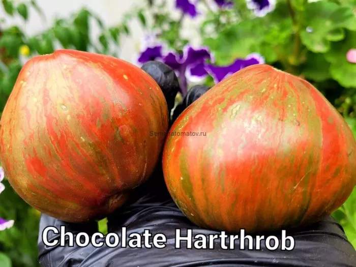 gnom-shokoladnyy-serdtseed-main-161650