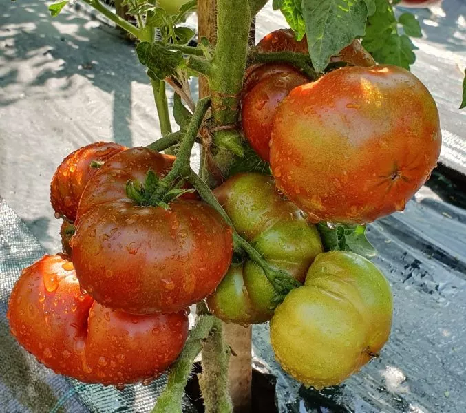 gnom-spyaschaya-ledi-1-148526