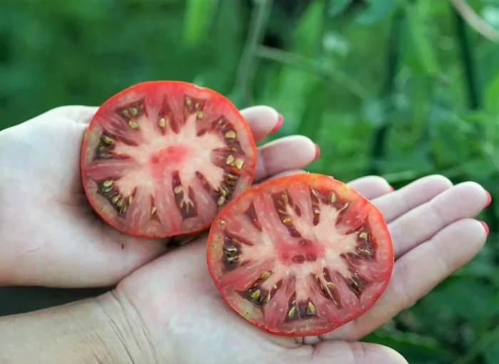 gnom-spyaschaya-ledi-4-148526