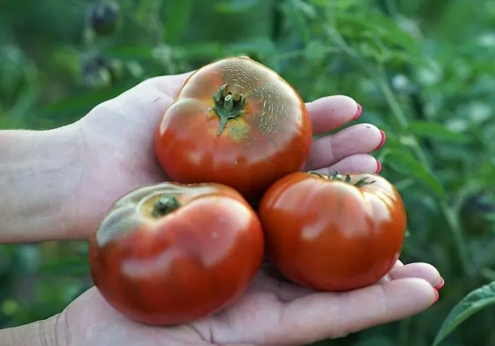 gnom-spyaschaya-ledi-main-148526