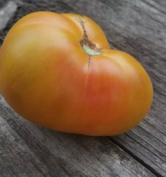 gnom-zavitok-udachi-3-163943