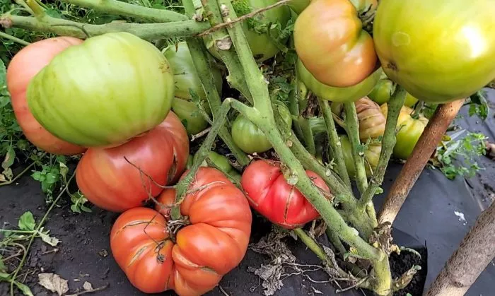 gnom-zavitok-udachi-6-163943