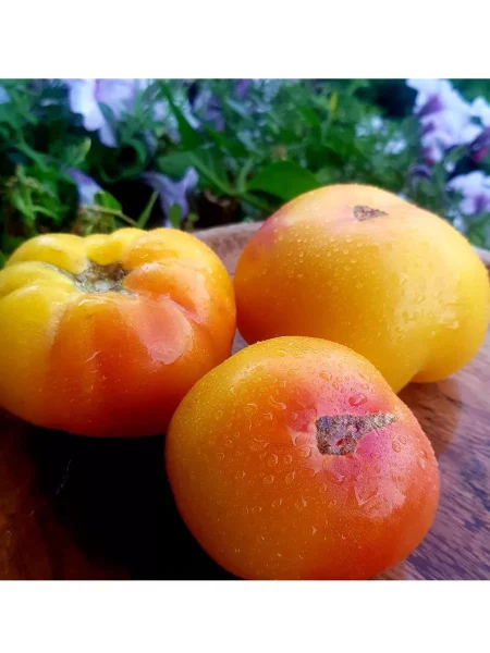 gnom-zavitok-udachi-7-163943