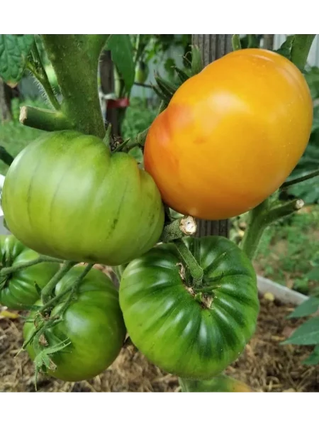 gnom-zavitok-udachi-main-163943