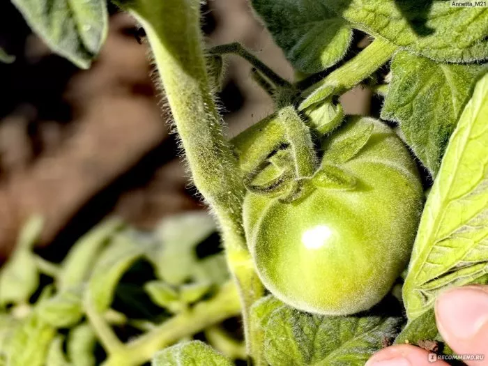 golubaya-el-2-157900