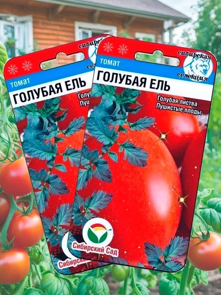 golubaya-el-3-157900