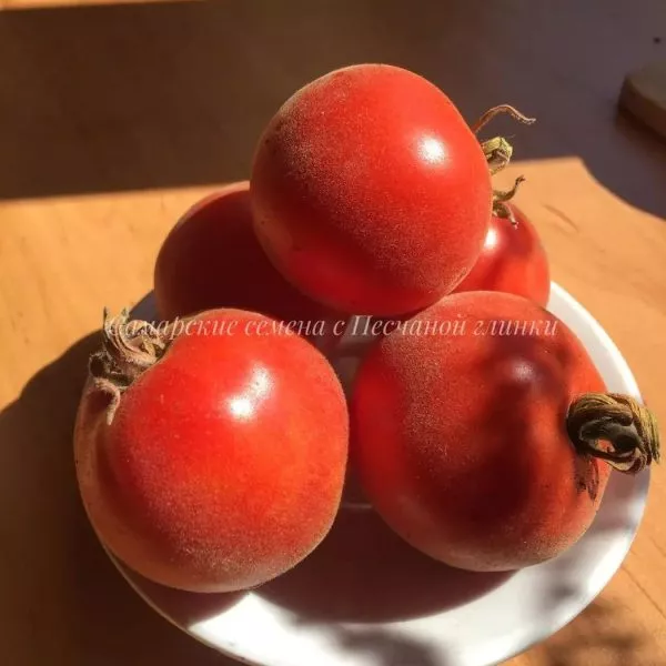 golubaya-el-4-157900