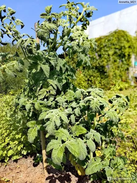 golubaya-el-5-157900