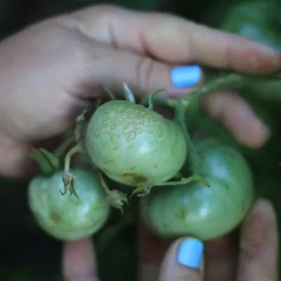 golubaya-el-8-157900