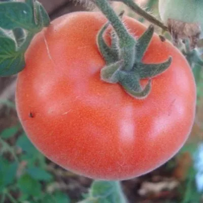 golubaya-el-main-157900