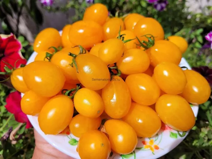 golubinoe-serdtse-1-137286