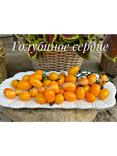 golubinoe-serdtse-2-137286