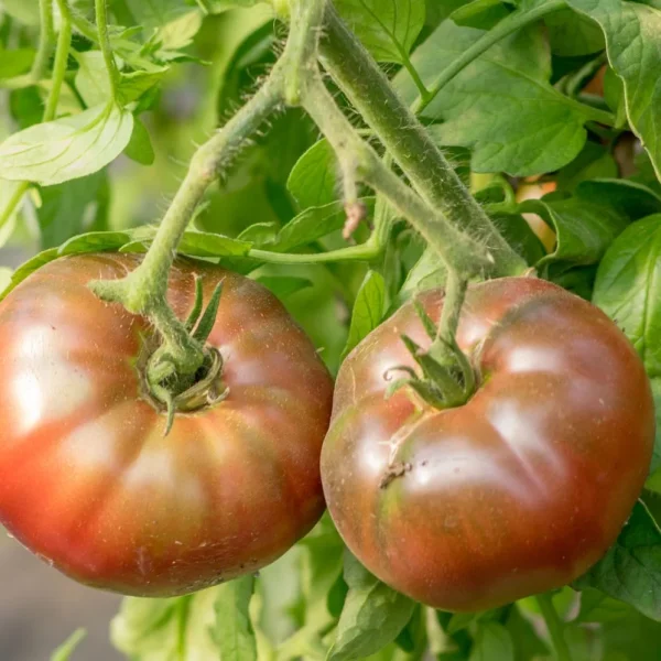 gordost-pirsa-3-158931