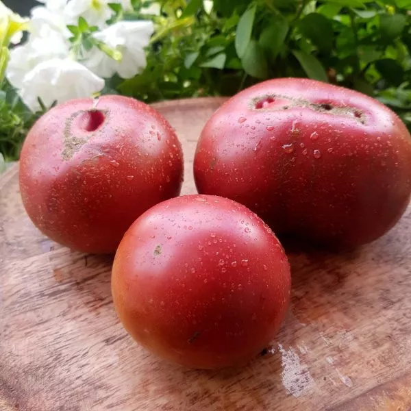 gordost-pirsa-5-158931