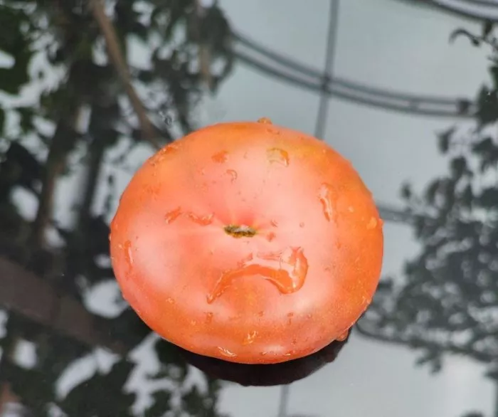 gordost-pirsa-7-158931